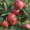 Apples growing on a tree with green leaves. Produktbild-Vorschau