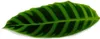 Roslina cieniolubna w paski XXL - Calathea zebrina - Zebra Podgląd zdjęcia produktu 3