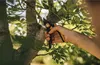 Bypass Gartenschere (P541) Plus SmartFit Produktbild-Vorschau 11