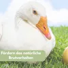 6x Legeeier Kunsteier Nesteier Gipseier Bruteier Fasanen Produktbild-Vorschau 4