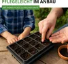Chili Padron Samen - Capsicum annuum - Chilisamen - milde Produktbild-Vorschau 6