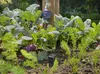 Zestaw inteligentnego komputera i czujnika wody Gardena Podgląd zdjęcia produktu 7