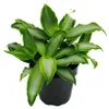 Murdannia loriformis "Bright Star" - niedrig wachsende Produktbild-Vorschau 1