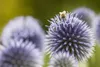 Echinops ritro, Kugeldistel, stahlblau, ca. 9x9 cm Topf Produktbild-Vorschau 8