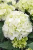 Hydrangea macrophylla 'Vanilla Sky', Hortensie, weiß, 30–40 Produktbild-Vorschau 1