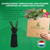 Stachelbeere Rot - 2 Pflanzen - Winterhart & Mehrjährig - Produktbild-Vorschau 4