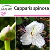 SAFLAX - Skutočný kaparový krík - Capparis spinosa - 25 Náhľad obrázku produktu 10