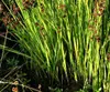 Stauden Gänge 3 x Juncus ensifolius im 1 Liter Topf - Zwerg Produktbild-Vorschau 3
