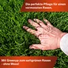 Greenyp Anti Moos Rasendünger I 2in1 Rasen- & Eisendünger Produktbild-Vorschau 6