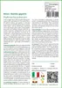 SAFLAX  - Moso / Bambù gigante - 20 semi - Con substrato - Anteprima dell’immagine prodotto 3