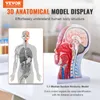 VEVOR Gefäßmodell des Kopfes Menschliche Anatomie Gehirn Produktbild-Vorschau 2