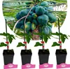 Set mit 4 Papaya – Carica Papaya – Höhe 25cm – 9cm Topf Produktbild-Vorschau 1