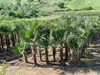 Palme Hanfpalme Trachycarpus Fortunei ca. Höhe: 250cm - Produktbild-Vorschau 6