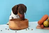 Canina Magen Balance, para perros, polvo, cuidado Vista previa de la imagen del producto 9