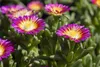 Mittagsblume Wheels of Wonder® 'Purple Wonder' Produktbild-Vorschau 1