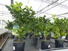 echte Caipi Limette Caipirinha Limettenbaum Citrus Lime 70 Produktbild-Vorschau 8