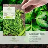 Petersilie Samen glatt - Küchenkräuter Saatgut aus Produktbild-Vorschau 2
