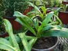 Mexický koriandr (Eryngium foetidum) – 100 semen Náhled obrázku produktu 3