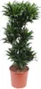 Drachenbaum Dracaena Compacta pflegeleicht 140cm Ø30cm Produktbild-Vorschau 1