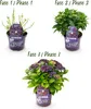 Cuore esotico - Ortensia - Hydrangea Forever & Ever - Viola Anteprima dell’immagine prodotto 4