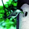 Holzbetonnisthöhle | Vogelzubehör & Vogelbedarf von Produktbild-Vorschau 10