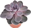 Perla Echeveria di Norimberga - grande pianta in vaso da 12 Anteprima dell’immagine prodotto 1