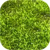 Eco Plant Riccia Fluitans - In-vitro-Pflanze Setzling Eco Produktbild-Vorschau 6