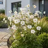 Green boutiQ - Staude - Anemone hybr. Hon. Jobert - Produktbild-Vorschau 6