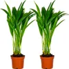 2er Set - Dypsis Lutescens - Goldfruchtpalme - Areca Palme Produktbild-Vorschau 1