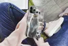 MuchoWow® Handyhülle Schutzhülle Hülle für iPhone 11 Pro Produktbild-Vorschau 3