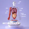 Jeu STEM Anatomie humaine, TopBright Voir les images du produit 4