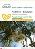SAFLAX - Red River - Eukaliptus - 200 Nasiona - Eucalyptus Podgląd zdjęcia produktu 1