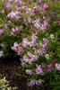 Syringa meyeri 'Palibin', Zwergflieder, lila, 60–80 cm Produktbild-Vorschau 6
