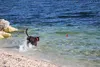 Chuckit! Hundespielzeug Rope Fetch Produktbild-Vorschau 7
