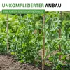 Markerbsen Bördi Samen - Pisum sativum - Erbsensamen - Produktbild-Vorschau 7