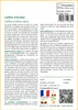 SAFLAX  - Caféier d'Arabie - 8 graines - Coffea Voir les images du produit 3