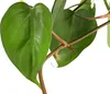 Dehner Baumfreund, Philodendron scandens, in Hydrokultur, Produktbild-Vorschau 2