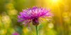 Wiesen-Flockenblume - Centaurea jacea - Heimische Produktbild-Vorschau 1