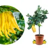 Meine Orangerie Buddhas Hand Zitrone Mezzo - echter Produktbild-Vorschau 1
