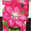 Hello Plants Clematis Ville de Lyon Plante grimpante - Ø 15 Voir les images du produit 2