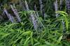 A close-up view of Liriope muscari 'Royal Purple' plants with green foliage and purple flower spikes. Produktbild-Vorschau