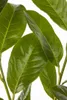 Prunus laurocerasus 'Rotundifolia', Kirschlorbeer, Produktbild-Vorschau 3