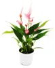 Kleine Flamingoblume Anthurium andreanum Baby-Anthurie Produktbild-Vorschau 1
