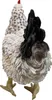 Dekofigur Henne Huhn Eva lebensechte Gartenfigur Tierfigur Produktbild-Vorschau 8