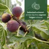 Meine Orangerie - Winterharter Feigenbaum - Echte Feige - Produktbild-Vorschau 3