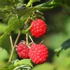 Close-up of ripe raspberries on a branch with green leaves. Produktbild-Vorschau