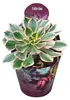 Aeonium Sunburst - Rosetten-Dickblatt - Rarität - 14cm Topf Podgląd zdjęcia produktu 1