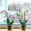 Blumentöpfe 10 Stück - Transparent - Kunststoff - 11,5 cm Produktbild-Vorschau 3