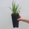 Calamagrostis acutiflora Karl Foester 2L Produktbild-Vorschau 3