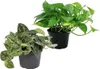 Set aus 2 verschiedenen Efeututen - Scindapsus pictus Produktbild-Vorschau 1
